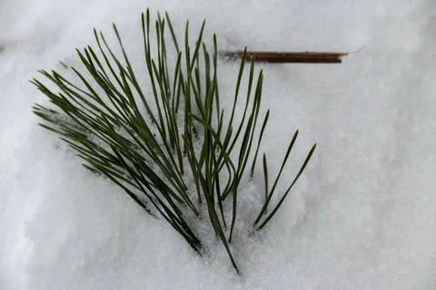 A green branch of a pine tree in the snow in winter Stock Photos
