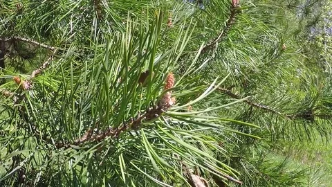 The green branch of the pine tree sway in the wind. Stock Footage 83886467