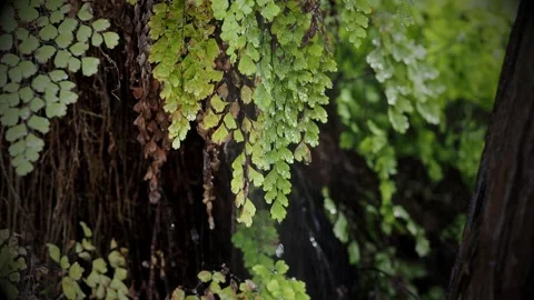 Green branch in the rain in forest Stock Footage 254485020