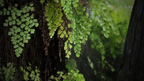 Green branch in the rain in forest Stock Footage 254485152