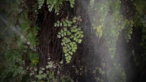 Green branch in the rain in forest Stock Footage 254486117