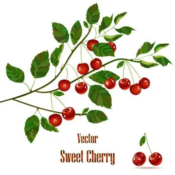 Green branch with red cherries. Stock Illustration