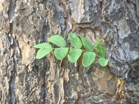 Green branch rough pine bark Stock Photos