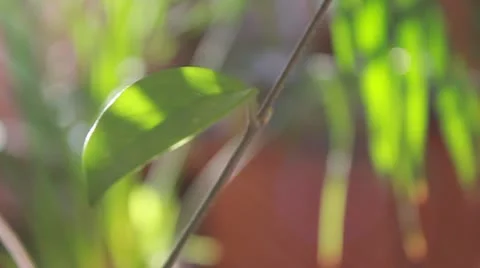 The green branch shakes on a wind Stock Footage 10820178