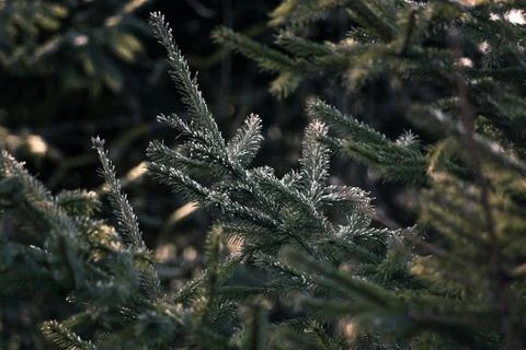 Green branch with short needles Stock Photos