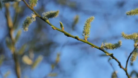 Green Branch in Spring with Blurred Background and Blue Sky Stock Footage 236235826