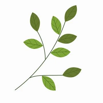 Green branch of spring tree isolated on white background. Stock Illustration