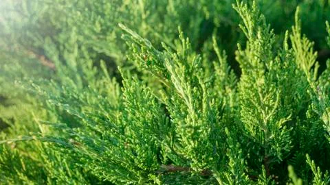 Green branch of a thuja tree. selective focus. Stock Photos