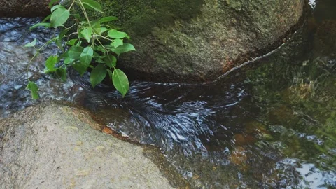 Green branch touching water stream flowing between rocks. Vídeos de archivo 332830370