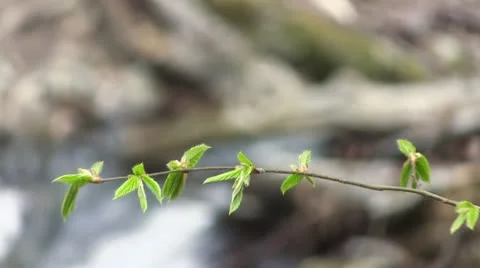 Green branch of the tree Stock Footage 11138130