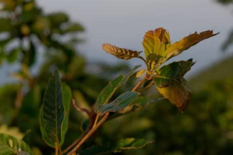 The green branch of a tree in forest 库存照片
