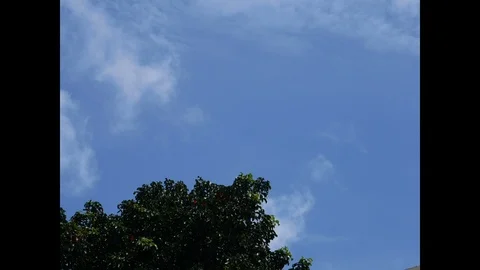 Green branch tree with moving cloudy sky background Vidéo 93993225