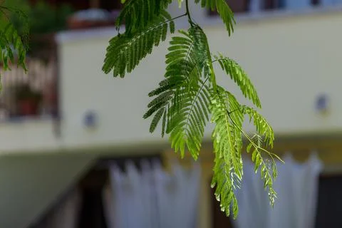 A green branch of a tree Stock Photos