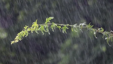 Green branch of a tree on a rainy day. Stock Footage