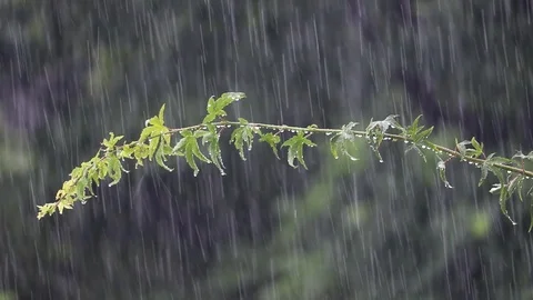 Green branch of a tree on a rainy day Stock Footage 112687283