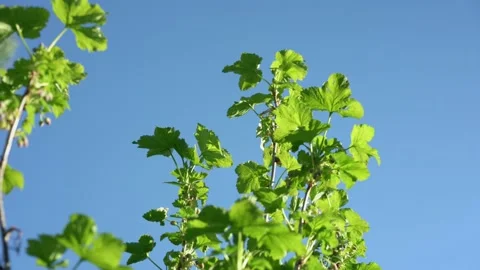Green branch of tree with small leaves waved by light wind Stock Footage 167495774