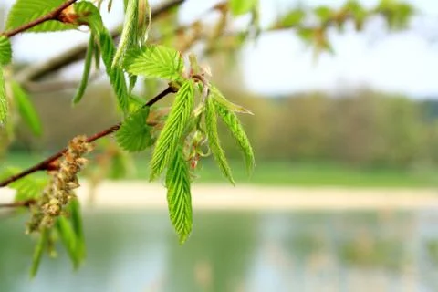 Green branch of a tree in spring, soft focus Stock Photos