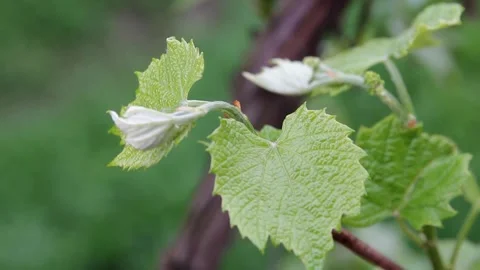 Green branch of vine Stock Footage 261213604