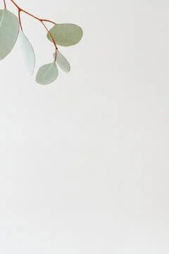 Green branch on white 写真素材