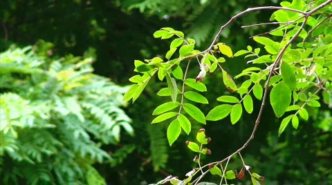 Green Branch in Wind Stock Footage 623954