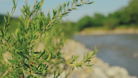 Green branch by the wind on the river. Closeup shot of greenery in the summer in Vídeo Stock 86120856