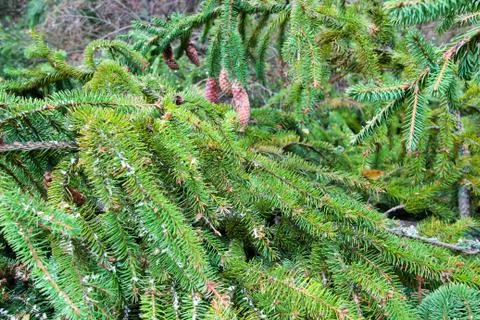 Green branches ate with cones. Close-up. Texture of spruce. Stock Photos