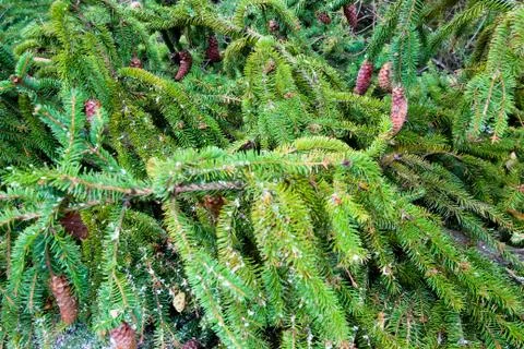 Green branches ate with cones. Close-up. Texture of spruce. Stock Photos