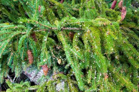 Green branches ate with cones. Close-up. Texture of spruce. Stock Photos