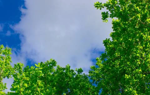 Green branches on a background of blue sky. Copy space. Natural wallpaper. Fotos de archivo