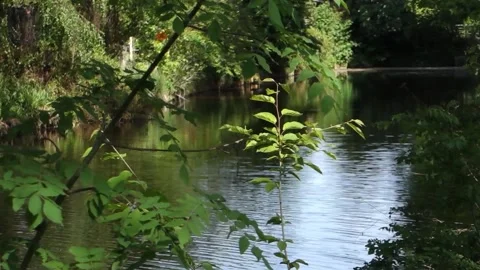 Green branches on the background of the river, spring, Erftstadt. Stock Footage 194149608