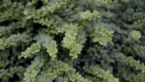 Green branches of barberry. Stock Footage 166703898