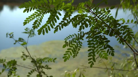 Green branches of a black locust tree silhouetted against a soft blue river.. Stock Footage 343855146