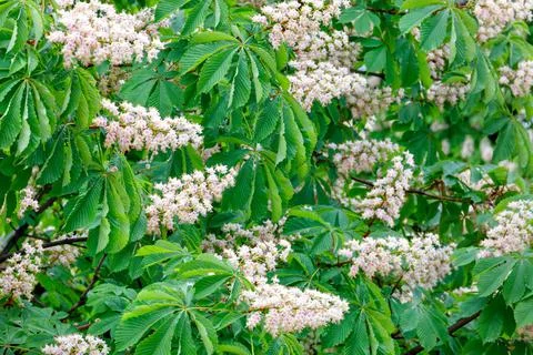 Green branches of blooming chestnut on a spring day. Stock Photos