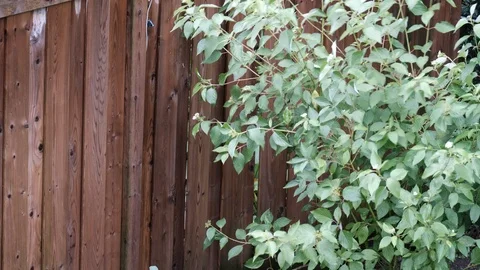 Green branches blowing in wind by wet fence Stock Footage 92921014