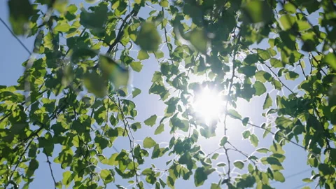 Green branches in bright sunshine Stock Footage 154130925