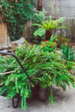 Green branches of callistemon tree cut off on top of wheelbarrow Stock Photos