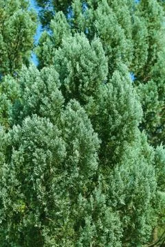 Green branches of Cedar Stock Photos