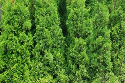 Green branches of Cedar Stock Photos