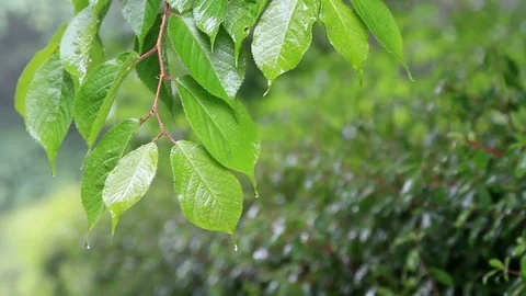Green branches of cherry in the rain. Stock Footage 100654657