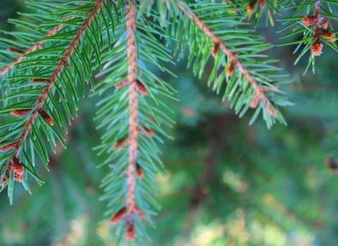 Green branches of a Christmas tree. background picture Stock Photos