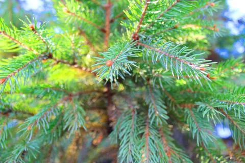 Green branches of a Christmas tree. background picture Stock Photos