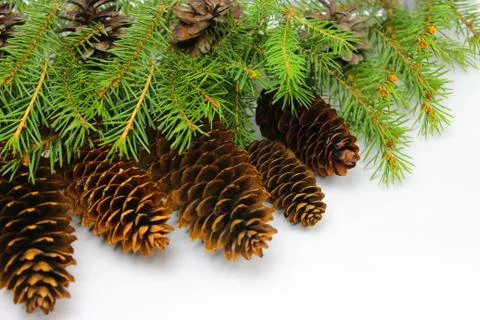 Green branches of a Christmas tree. background picture Stock Photos