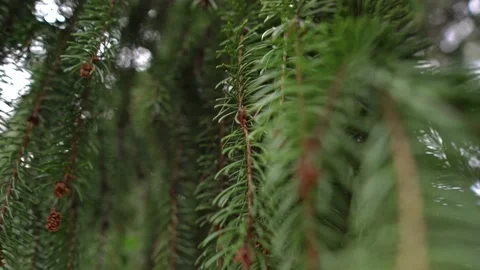 Green branches of a Christmas tree at the beginning of winter in the park Stock Footage 141635463
