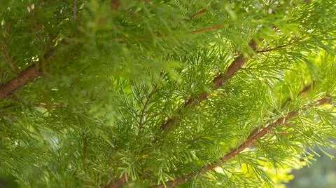 Green branches of the Christmas tree, close-up, blurry, background concept Stock Photos