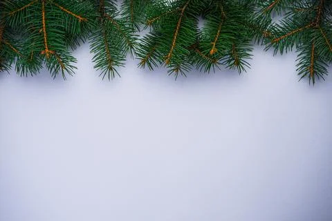 Green branches of a Christmas tree, on a gray background, with place for text Stock Photos