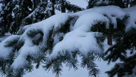 Green branches of a Christmas tree in the snow. Winter snowfalls Stock Footage 166489447