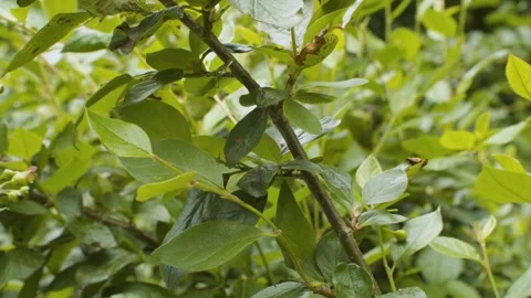 Green branches close up Stock Footage 137594328