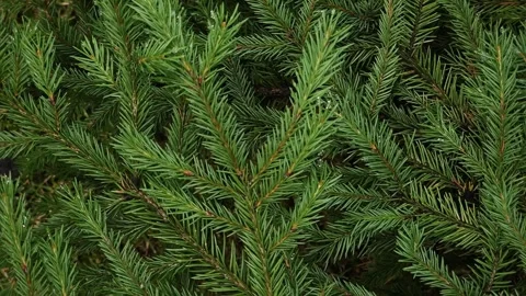 Green branches of a coniferous pine tree. Stock Footage 292667721
