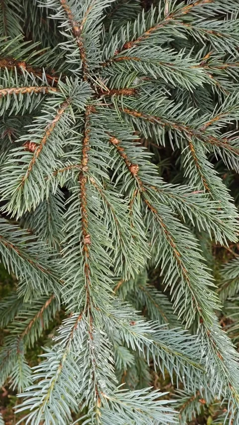 Green branches of a coniferous pine tree. Stock Footage 292773822