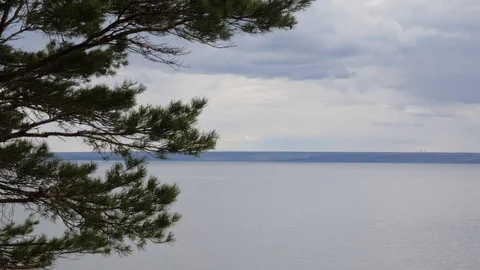 Green branches of a coniferous tree on a background of a beautiful large riv Stock Footage 128804284